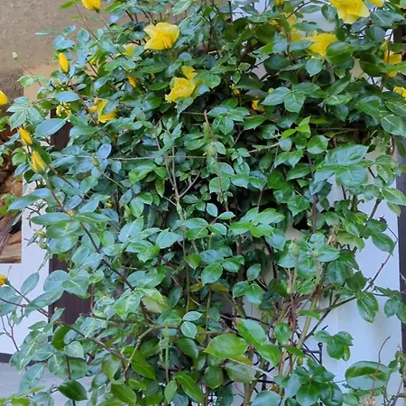 Rozany Ogrod - Dom Pod Lasem, Z Widokiem Na Jezioro I Kominkiem, Rowery, Lodka, Rowerek Wodny * Przezmark