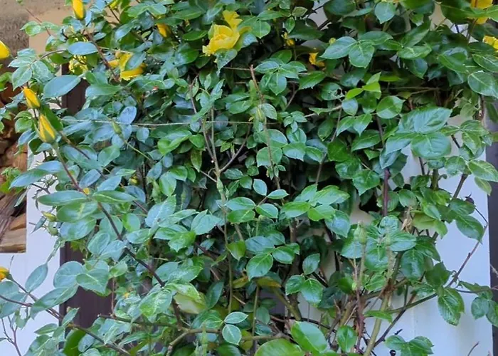 Rozany Ogrod - Dom Pod Lasem, Z Widokiem Na Jezioro I Kominkiem, Rowery, Lodka, Rowerek Wodny * Przezmark